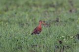 rycyk Limosa limosa