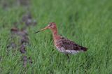 rycyk Limosa limosa