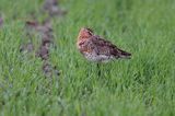 rycyk Limosa limosa