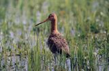 rycyk, Limosa limosa