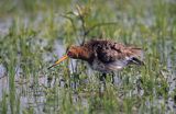 rycyk, Limosa limosa