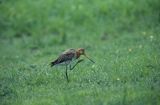 rycyk, Limosa limosa