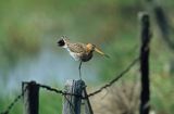 rycyk Limosa limosa)