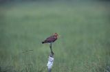 rycyk, Limosa limosa