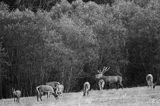 jeleń szlachetny, europejski, Cervus elaphus elaphus jeleń karpacki, rykowisko, Bieszczady, byk i łanie