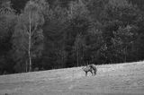 jeleń szlachetny, europejski, Cervus elaphus elaphus jeleń karpacki, rykowisko, Bieszczady, byki, kopulujące samce