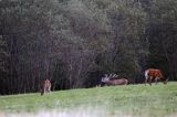 jeleń szlachetny, europejski, Cervus elaphus elaphus jeleń karpacki, rykowisko, Bieszczady, byk i łanie