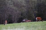 jeleń szlachetny, europejski, Cervus elaphus elaphus jeleń karpacki, rykowisko, Bieszczady, byk i łanie