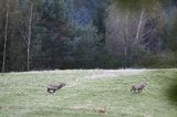 jeleń szlachetny, europejski, Cervus elaphus elaphus jeleń karpacki, rykowisko, Bieszczady, byki