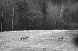 jeleń szlachetny, europejski, Cervus elaphus elaphus jeleń karpacki, rykowisko, Bieszczady, byki