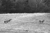 jeleń szlachetny, europejski, Cervus elaphus elaphus jeleń karpacki, rykowisko, Bieszczady, walka byków