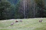 jeleń szlachetny, europejski, Cervus elaphus elaphus jeleń karpacki, rykowisko, Bieszczady, byki, rykowisko