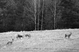 jeleń szlachetny, europejski, Cervus elaphus elaphus jeleń karpacki, rykowisko, Bieszczady, byki, rykowisko