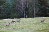 jeleń szlachetny, europejski, Cervus elaphus elaphus jeleń karpacki, rykowisko, Bieszczady, byki, rykowisko