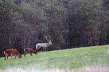 jeleń szlachetny, europejski, Cervus elaphus elaphus jeleń karpacki, rykowisko, Bieszczady, byk i łanie