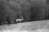 jeleń szlachetny, europejski, Cervus elaphus elaphus jeleń karpacki, rykowisko, Bieszczady, byk i łanie