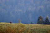 jeleń szlachetny, europejski, Cervus elaphus elaphus jeleń karpacki, rykowisko, byk, Góry Sanocko Turczańskie