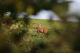 jeleń szlachetny, europejski, Cervus elaphus elaphus jeleń karpacki, rykowisko, Bieszczady, byk