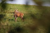 jeleń szlachetny, europejski, Cervus elaphus elaphus jeleń karpacki, rykowisko, Bieszczady, byk