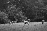 jeleń szlachetny, europejski, Cervus elaphus elaphus jeleń karpacki, rykowisko, projektowany Turnicki Park Narodowy