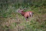 jeleń szlachetny, europejski, Cervus elaphus elaphus jeleń karpacki, rykowisko, Bieszczady, ryczący byk