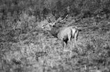 jeleń szlachetny, europejski, Cervus elaphus elaphus jeleń karpacki, rykowisko, Bieszczady, ryczący byk