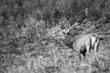 jeleń szlachetny, europejski, Cervus elaphus elaphus jeleń karpacki, rykowisko, Bieszczady, ryczący byk