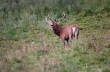 jeleń szlachetny, europejski, Cervus elaphus elaphus jeleń karpacki, rykowisko, Bieszczady, ryczący byk