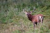 jeleń szlachetny, europejski, Cervus elaphus elaphus jeleń karpacki, rykowisko, Bieszczady, ryczący byk