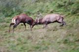 jeleń szlachetny, europejski, Cervus elaphus elaphus jeleń karpacki, rykowisko, Bieszczady, walka byków