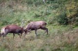 jeleń szlachetny, europejski, Cervus elaphus elaphus jeleń karpacki, rykowisko, Bieszczady, walka byków