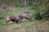 jeleń szlachetny, europejski, Cervus elaphus elaphus jeleń karpacki, rykowisko, Bieszczady, walka byków