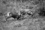 jeleń szlachetny, europejski, Cervus elaphus elaphus jeleń karpacki, rykowisko, Bieszczady, walka byków