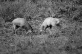 jeleń szlachetny, europejski, Cervus elaphus elaphus jeleń karpacki, rykowisko, Bieszczady, walka byków