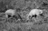 jeleń szlachetny, europejski, Cervus elaphus elaphus jeleń karpacki, rykowisko, Bieszczady, walka byków