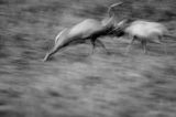 jeleń szlachetny, europejski, Cervus elaphus elaphus jeleń karpacki, rykowisko, Bieszczady, walka byków