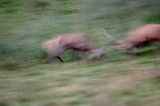 jeleń szlachetny, europejski, Cervus elaphus elaphus jeleń karpacki, rykowisko, Bieszczady, walka byków