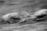 jeleń szlachetny, europejski, Cervus elaphus elaphus jeleń karpacki, rykowisko, Bieszczady, walka byków