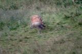 jeleń szlachetny, europejski, Cervus elaphus elaphus jeleń karpacki, rykowisko, Bieszczady, walka byków