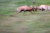 jeleń szlachetny, europejski, Cervus elaphus elaphus jeleń karpacki, rykowisko, Bieszczady, walka byków