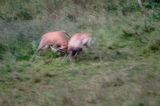jeleń szlachetny, europejski, Cervus elaphus elaphus jeleń karpacki, rykowisko, Bieszczady, walka byków