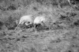 jeleń szlachetny, europejski, Cervus elaphus elaphus jeleń karpacki, rykowisko, Bieszczady, walka byków