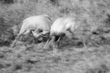 jeleń szlachetny, europejski, Cervus elaphus elaphus jeleń karpacki, rykowisko, Bieszczady, walka byków