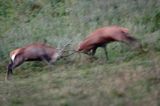 jeleń szlachetny, europejski, Cervus elaphus elaphus jeleń karpacki, rykowisko, Bieszczady, walka byków