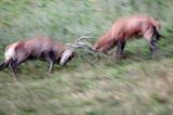jeleń szlachetny, europejski, Cervus elaphus elaphus jeleń karpacki, rykowisko, Bieszczady, walka byków