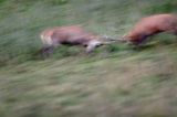 jeleń szlachetny, europejski, Cervus elaphus elaphus jeleń karpacki, rykowisko, Bieszczady, walka byków