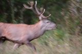 jeleń szlachetny, europejski, Cervus elaphus elaphus jeleń karpacki, rykowisko, Bieszczady, byk