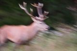 jeleń szlachetny, europejski, Cervus elaphus elaphus jeleń karpacki, rykowisko, Bieszczady, byk
