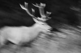 jeleń szlachetny, europejski, Cervus elaphus elaphus jeleń karpacki, rykowisko, Bieszczady, byk