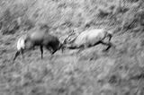 jeleń szlachetny, europejski, Cervus elaphus elaphus jeleń karpacki, rykowisko, Bieszczady, walka byków